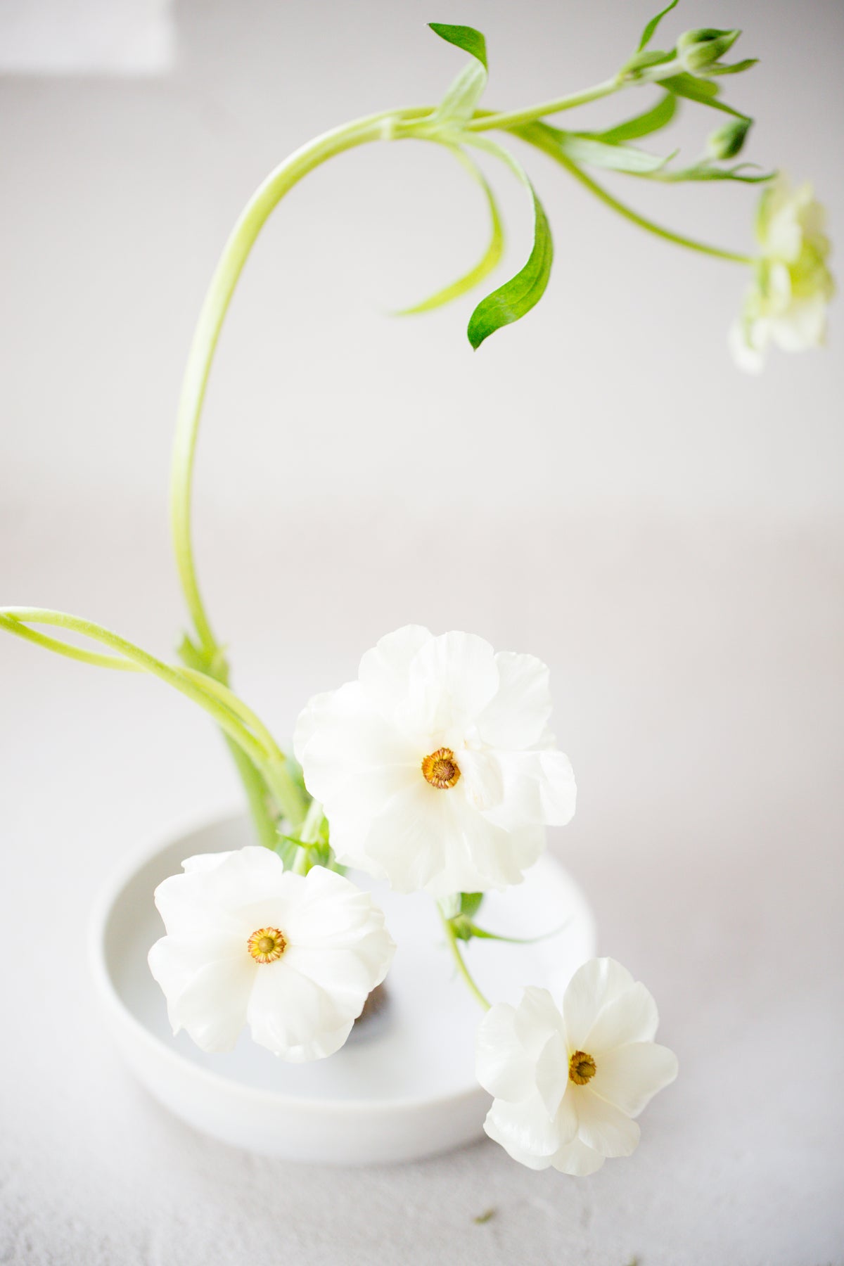 white flower on table
